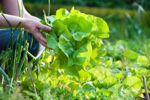 Salata kao lek: Kombinujte je sa lekovitim biljem za mnoge tegobe