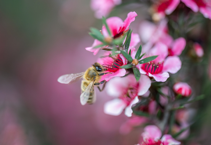 Manuka med