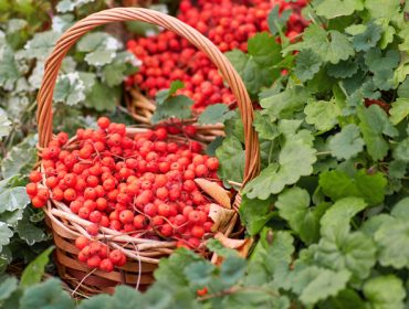 Savet nutricionista: Jarebika pomaže u jačanju imuniteta